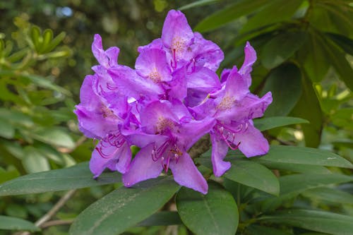 Purple Rhododendron Flowers