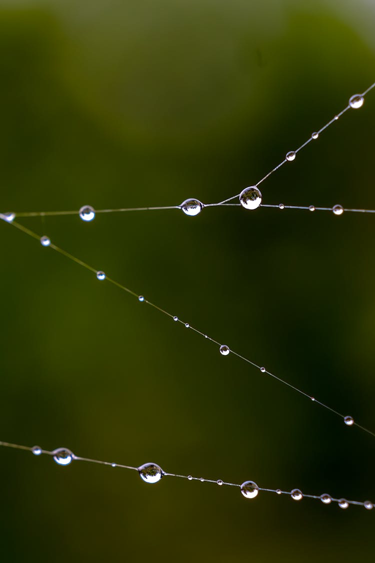 Drops On Spiderweb 