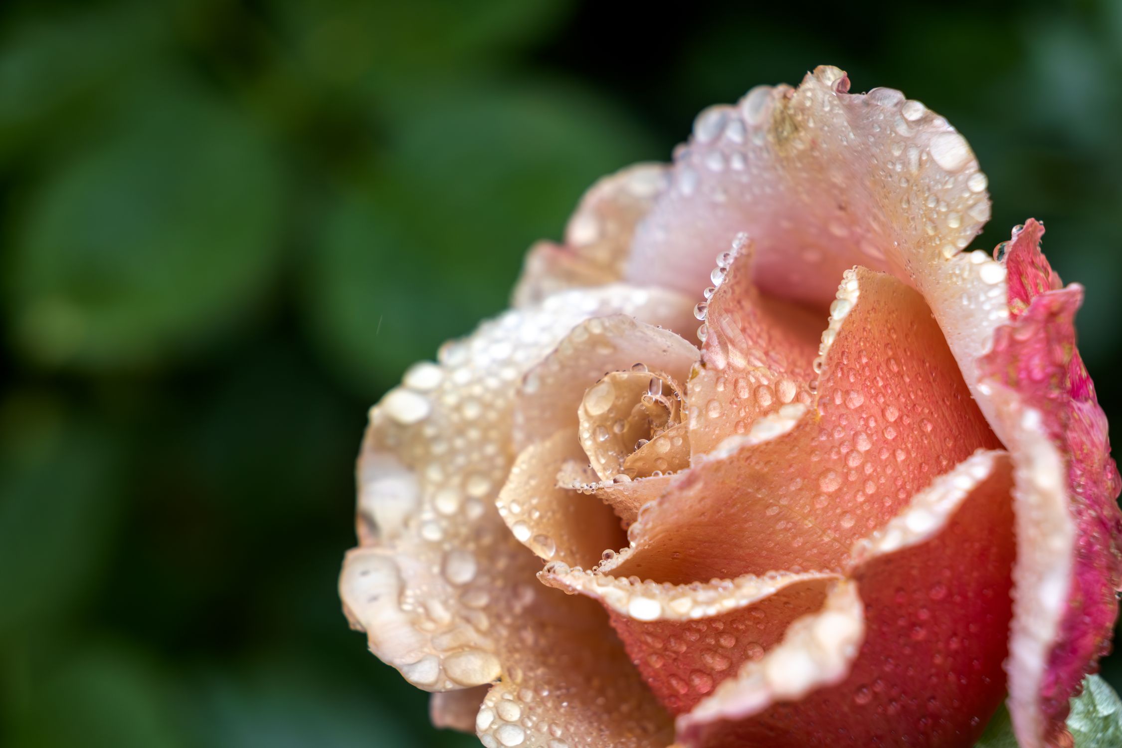 Dropplets Rose Dropslets on Head of Rose · Free Stock Photo