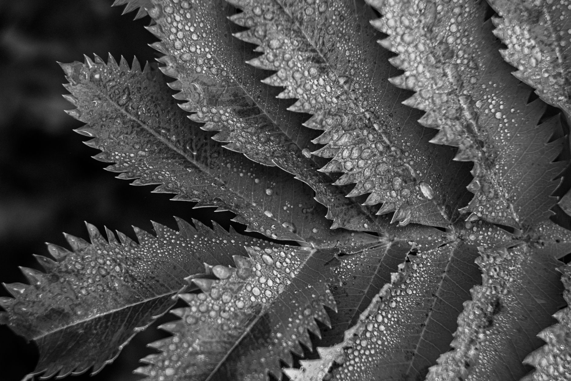 Macro shot of serrated leaves with raindrops in black and white, showcasing texture.