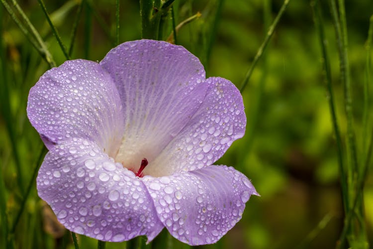 Drops On Violet Hibiscus Flower