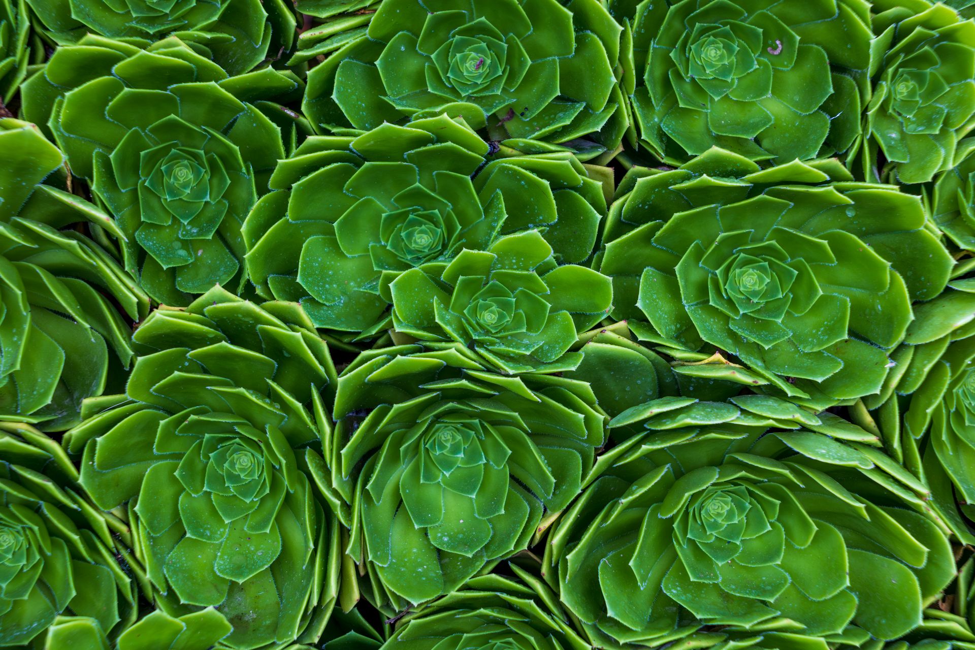 Close-up view of a pattern of vibrant green succulent plants with water droplets.