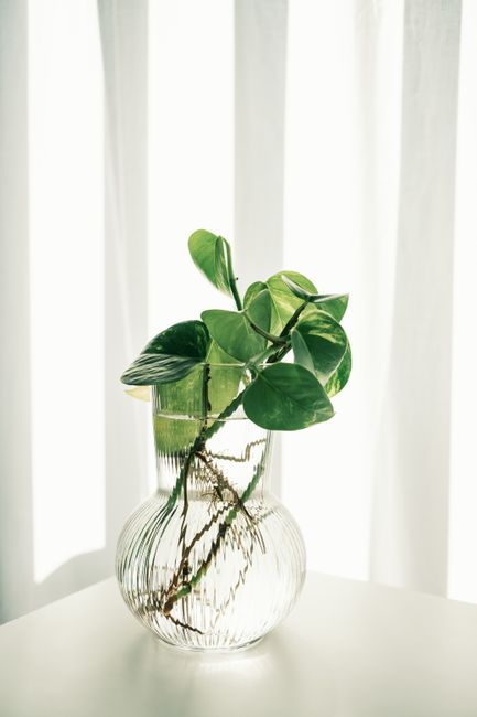 A stylish glass vase with lush green leaves, embodying minimalist decor.