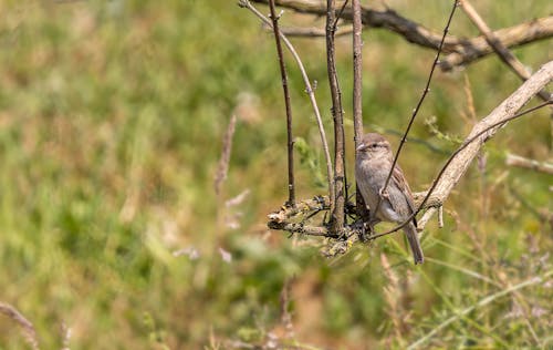 Sparrow on Perching Branch