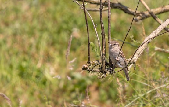 A sparrow resting on a branch amidst lush greenery in daylight.