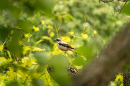 Northern Wheatear on Tree Branch