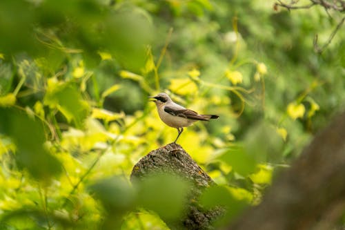 The Silent Season: What Happens When Forests Go Still