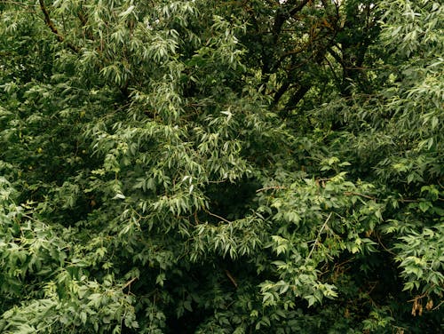 Close up of Green Leaves on Trees