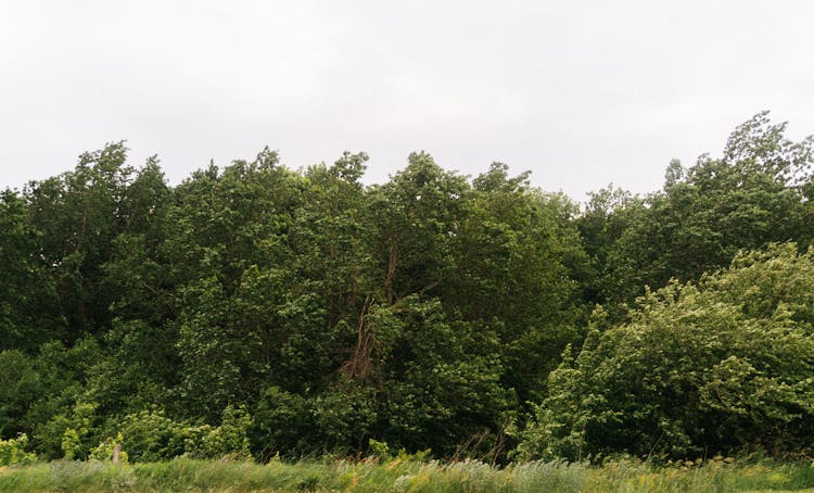 Trees Bending On Wind