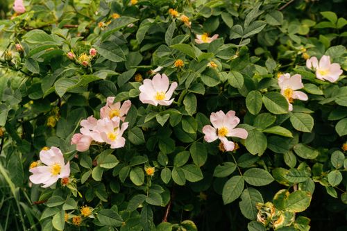 Free Vibrant dog roses in full bloom with lush green foliage during summer. Stock Photo