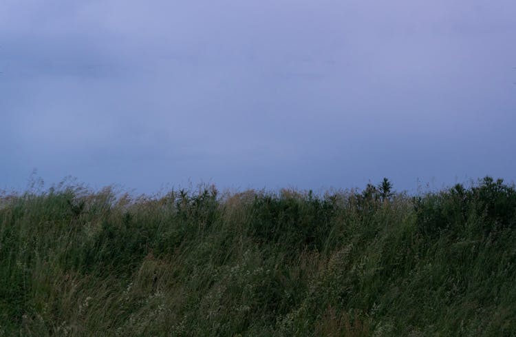 Overcast Over High Grasses On Grassland