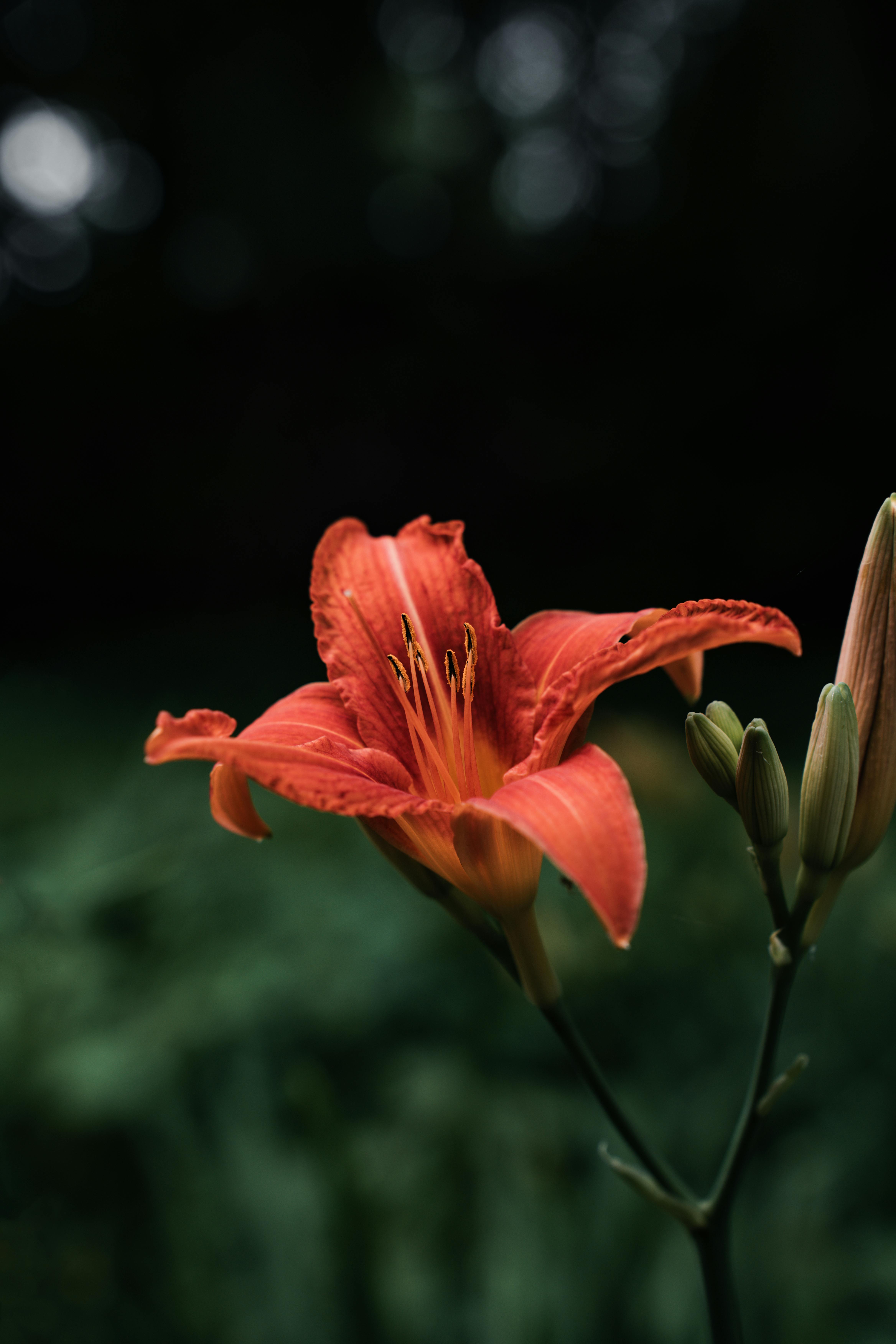 Close-up of an orange daylily flower in full bloom against a dark, blurred background.