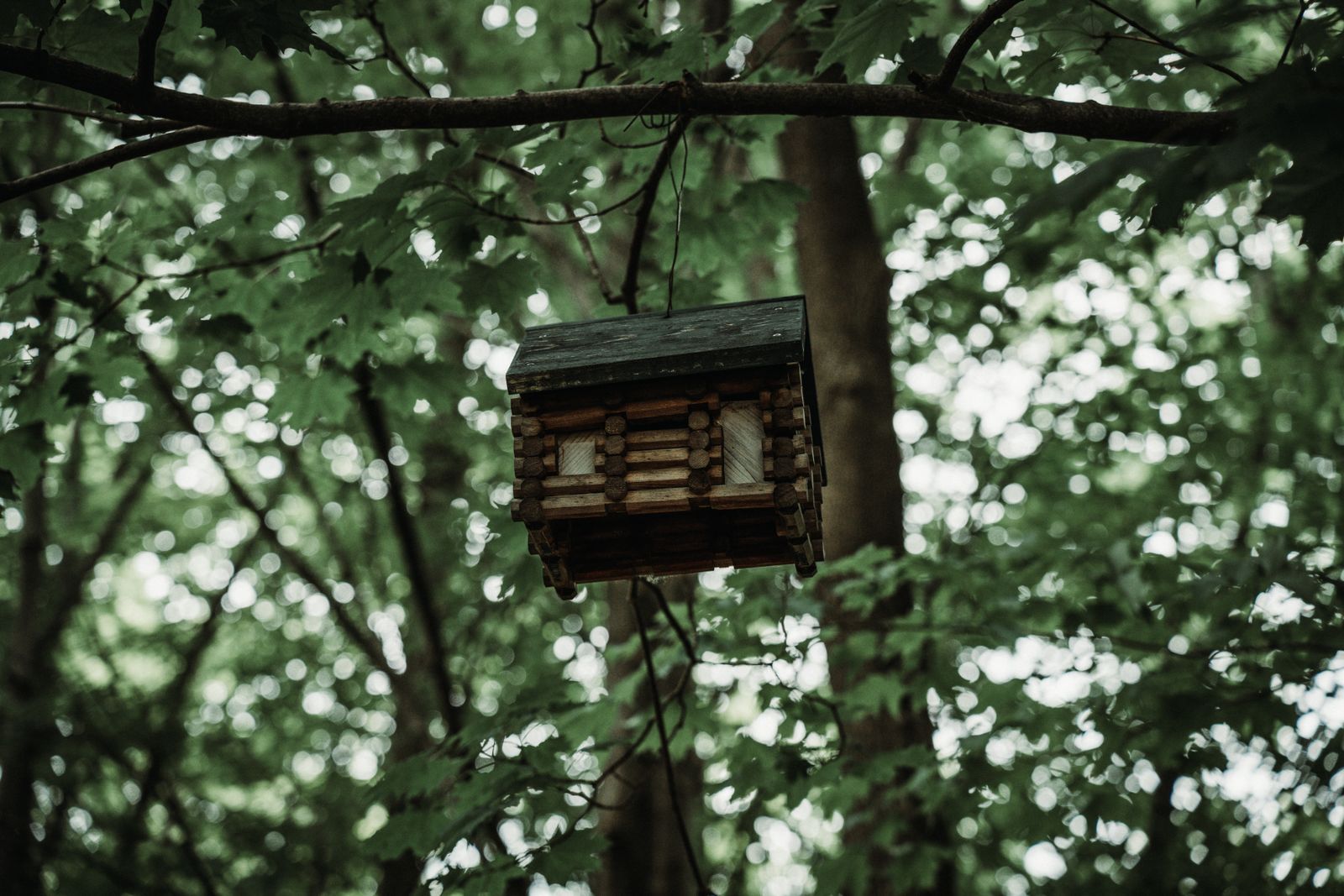 Small oak tree photos download the best free small oak tree stock