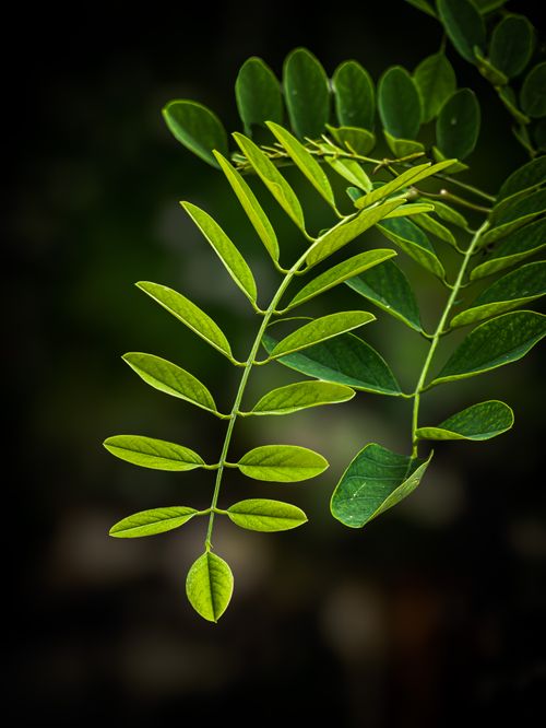 Free A vibrant close-up of fresh green leaves against a soft focus background, showcasing nature's beauty. Stock Photo