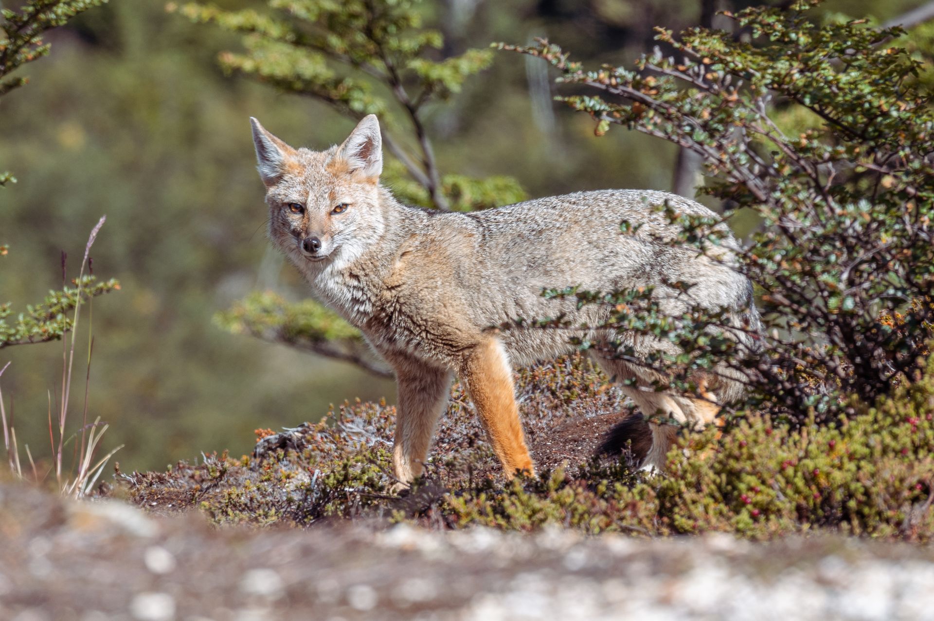 A Fox in Wilderness