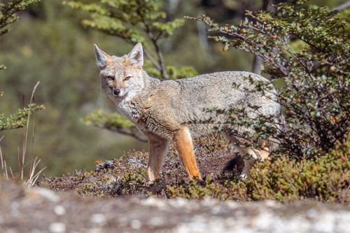 Free A beautiful Andean fox standing amidst the rugged terrain in Ushuaia, showcasing its wilderness habitat. Stock Photo