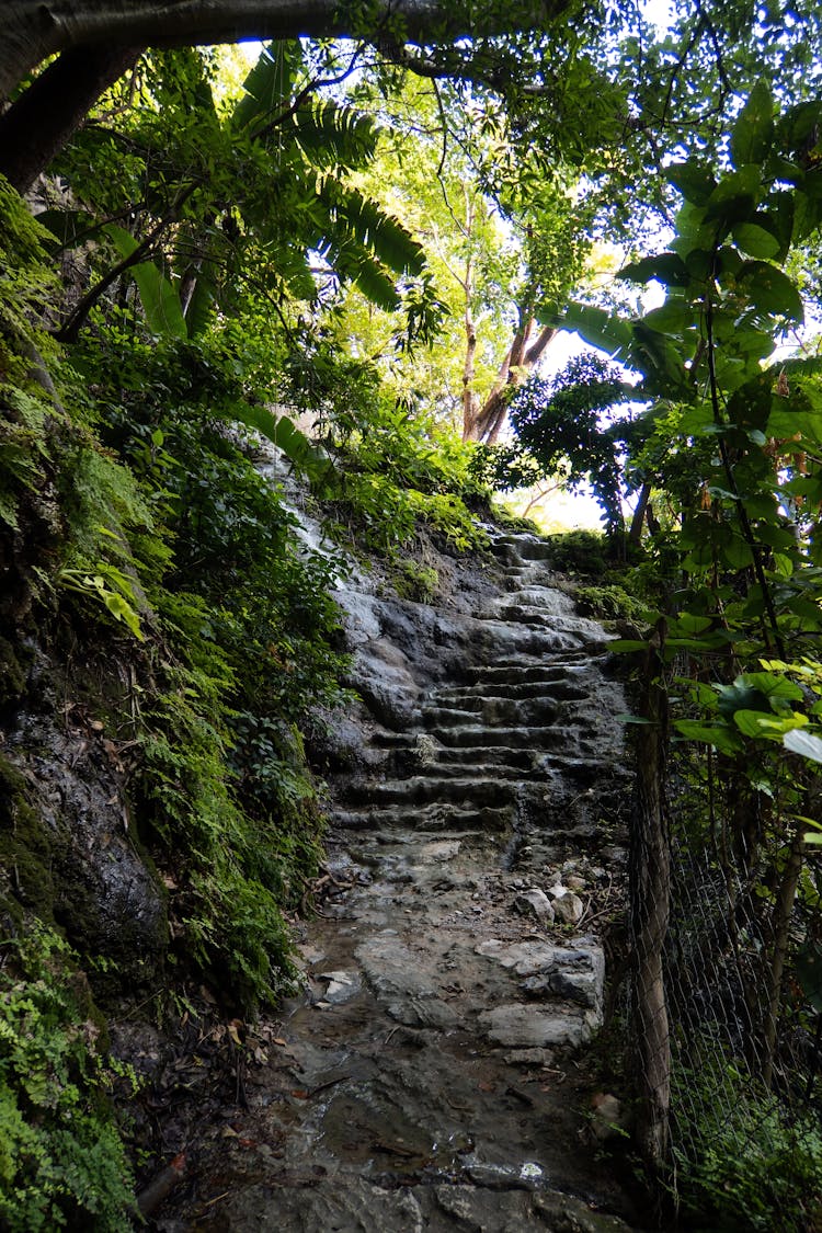 Stone Steps In A Tropical Park 