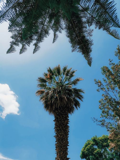 Free A vertical shot of a palm tree reaching into a clear blue sky, conveying a tropical vibe. Stock Photo