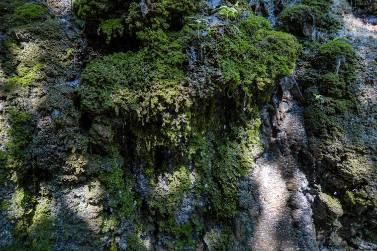 Green Plants On Rock