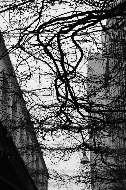 Free Black and white photo showcasing twisted branches against urban facades. Stock Photo