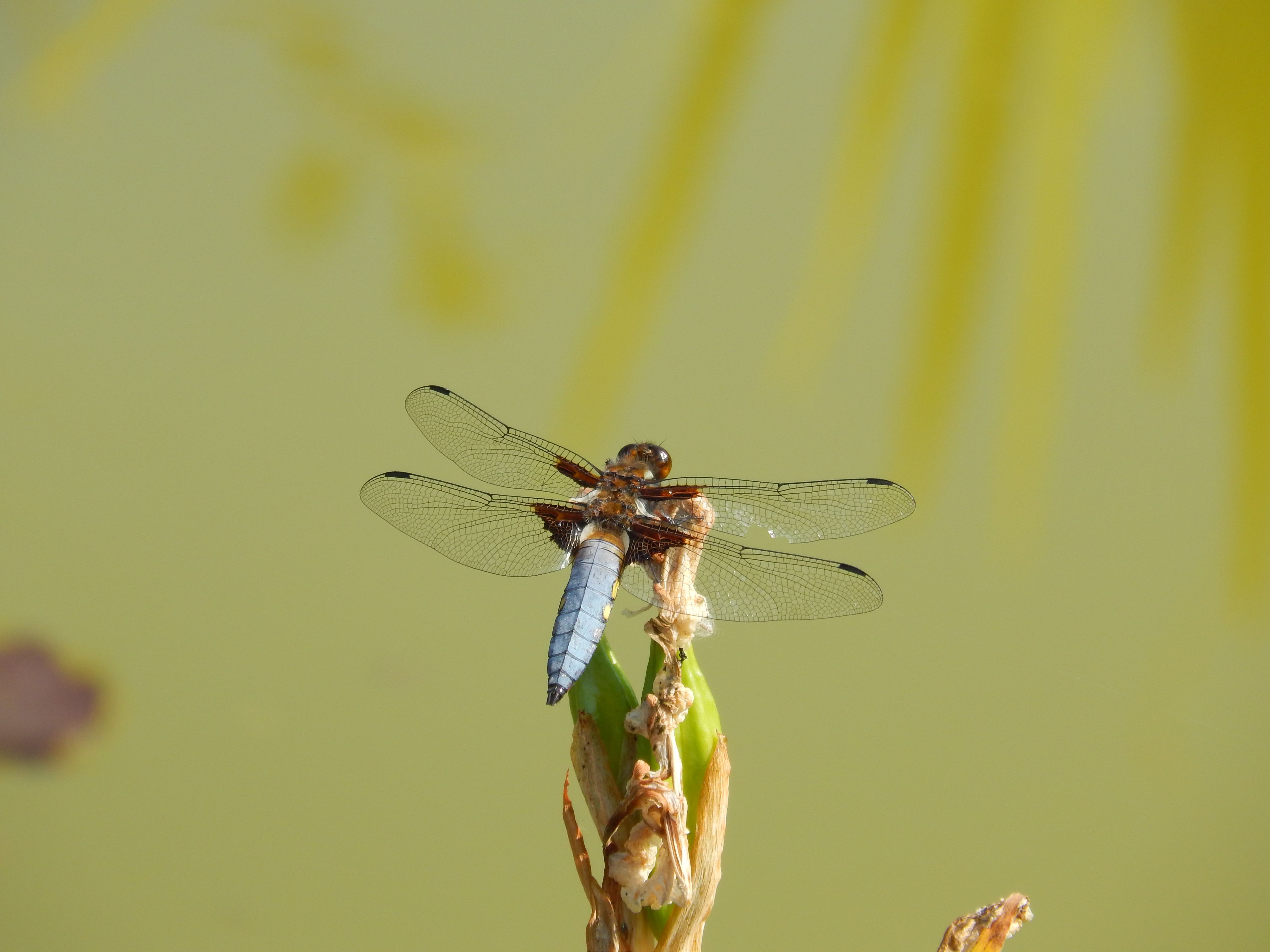 Close up of Dragonfly · Free Stock Photo