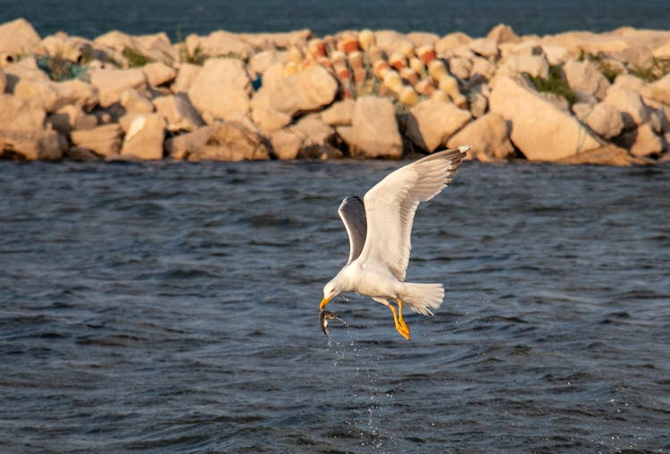 Close Up Of Hunting Seagull