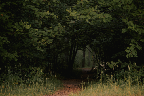 Free A tranquil forest path with dense foliage and natural scenery, perfect for nature lovers. Stock Photo