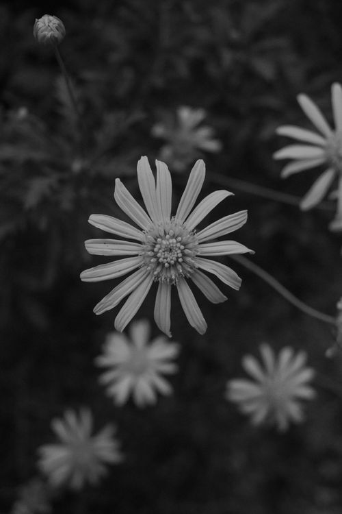 Free Black and white photo of daisy flowers in full bloom with a soft focus. Stock Photo