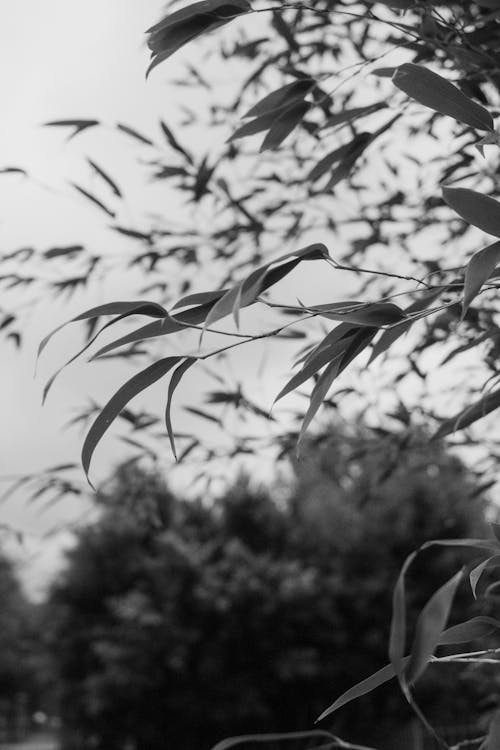 나뭇잎, 블랙 앤 화이트, 성장의 무료 스톡 사진