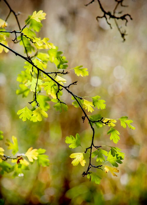 Free Close-up of bright green leaves on branches in a vibrant spring setting in Tasmania. Stock Photo