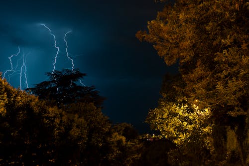 View of Trees and Lightning Strikes