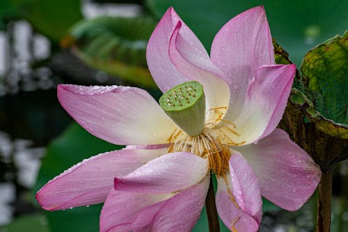 Foto d'estoc gratuïta de creixement, estany, flor