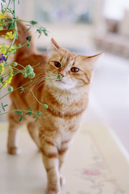 A curious ginger cat sniffs vibrant flowers on a table, capturing a cute indoor moment.