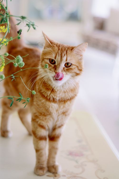 Free Charming ginger cat caught in a playful moment indoors, tongue out. Stock Photo