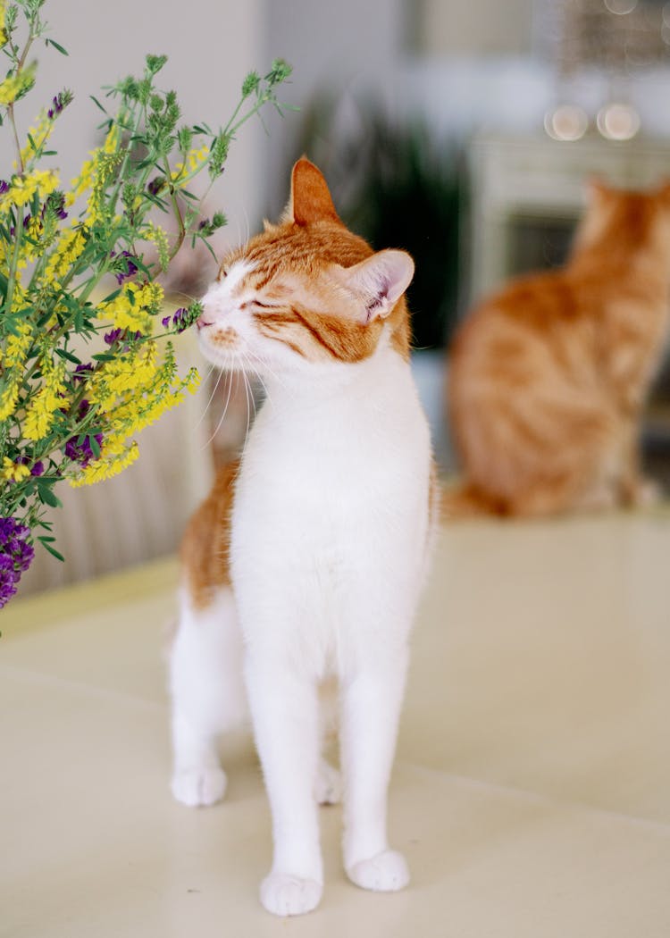 A Cat Smelling Flowers