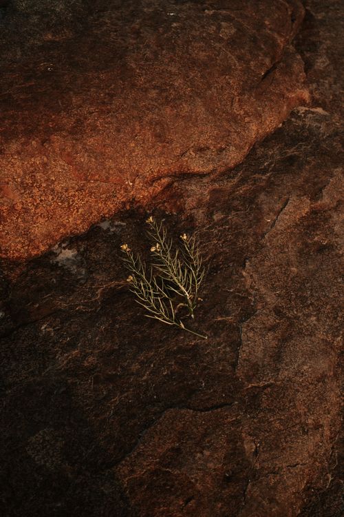 Free A close-up of a desert wildflower lying on a textured brown stone surface, evoking natural simplicity. Stock Photo