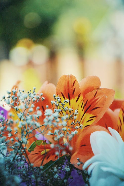Close-up of a Bouquet of Colorful Flowers