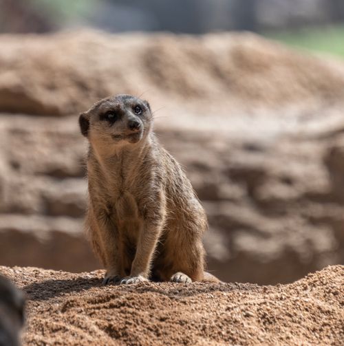 Free Detailed image of a meerkat standing alert on sandy terrain in natural habitat. Stock Photo