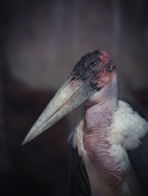 Free A striking close-up of a marabou stork showcasing its beak and head in natural light. Stock Photo