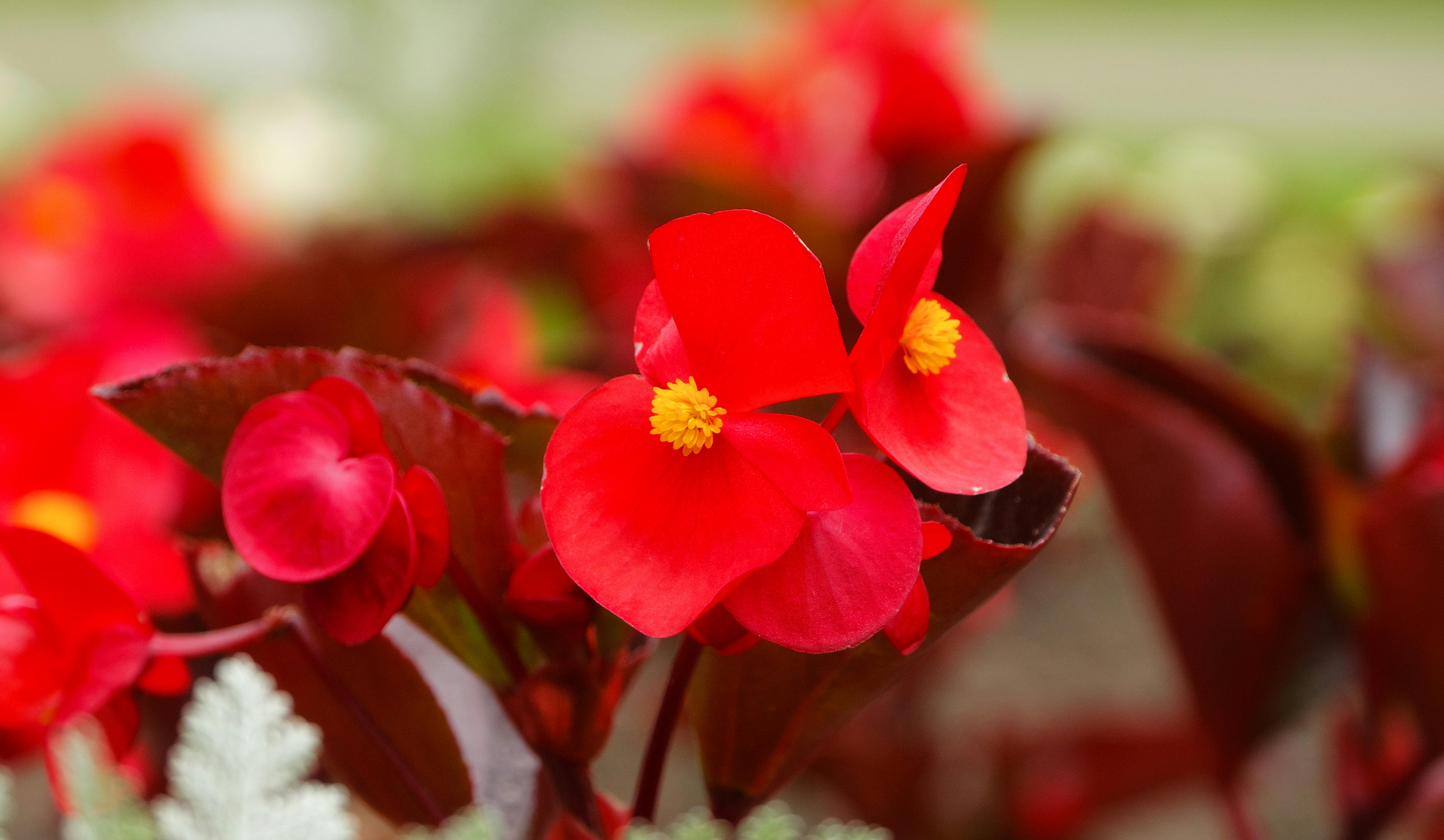 Imagine De Stoc Gratuită Cu Buchet De Flori Floare Frumoasa