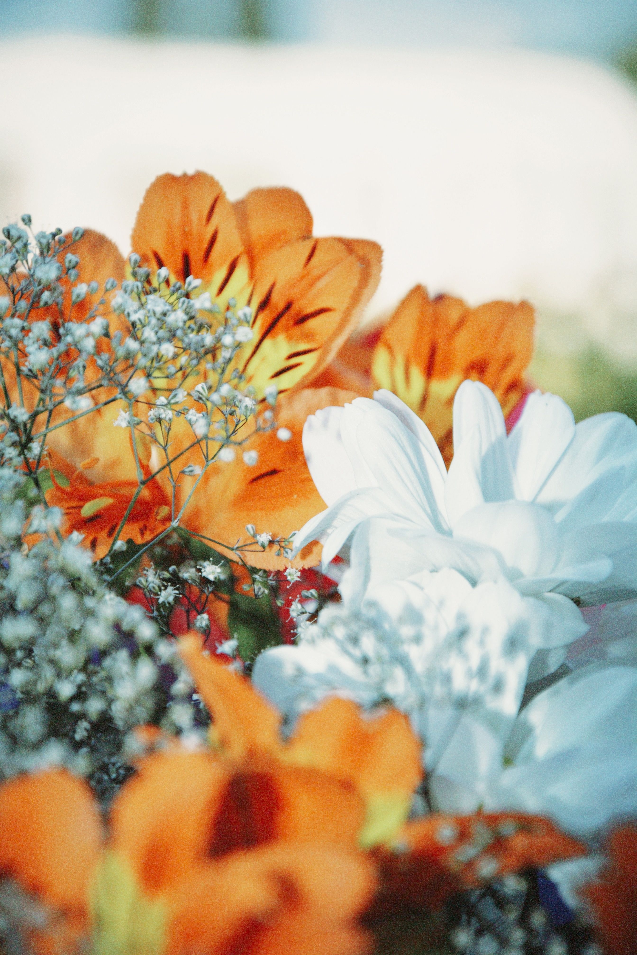 [ColoSach]-colorful-close-up-of-orange-and-white-flowers-in-almaty-province,-kazakhstan.
