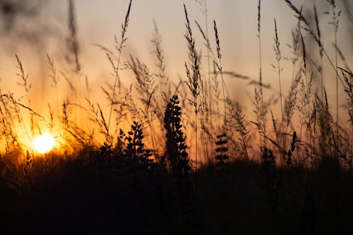 Immagine gratuita di carta da parati al tramonto, crepuscolo, fiore di erba