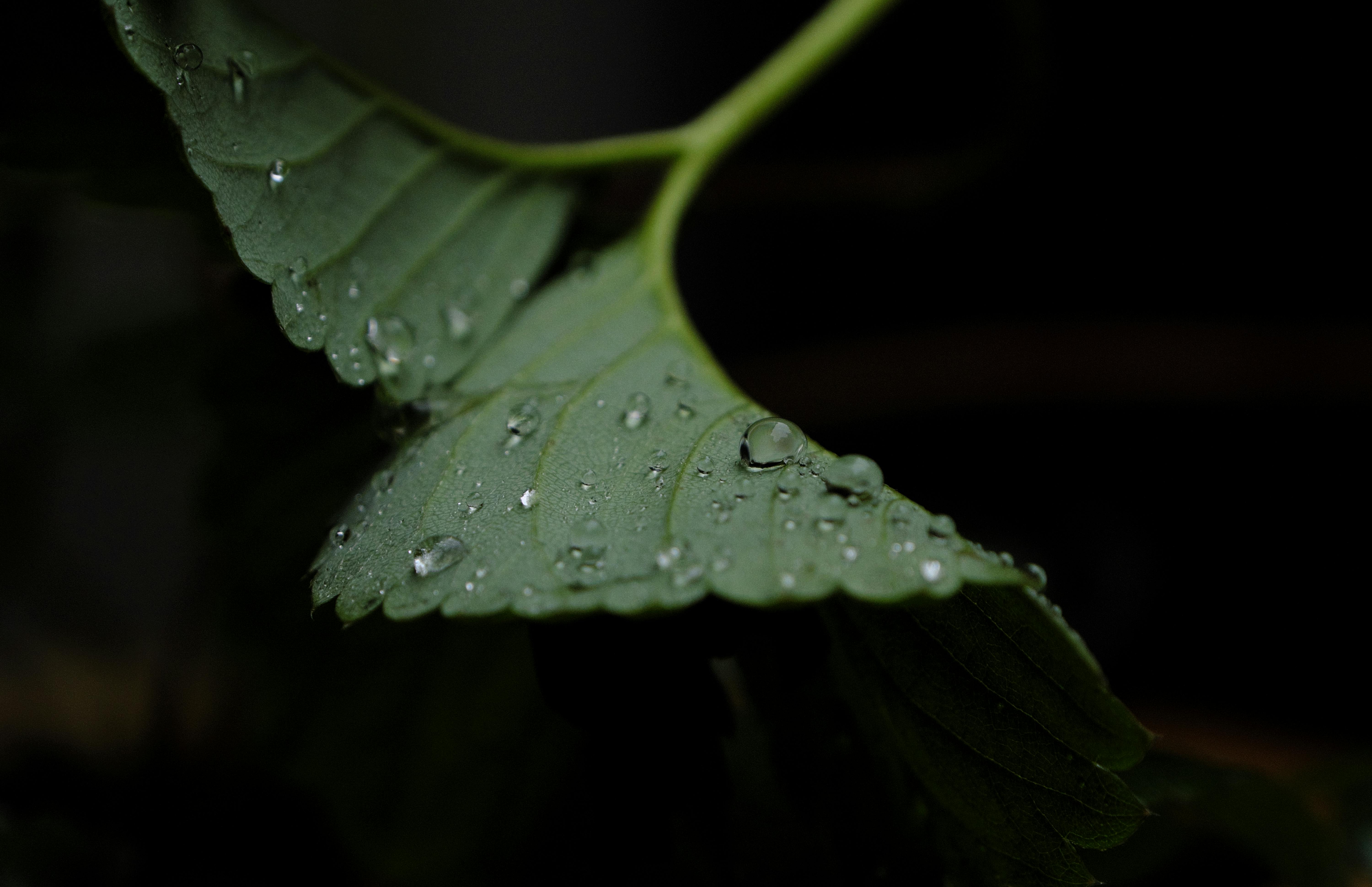 Free Stock Photo Of 4k Wallpaper Big Leaf Desktop Background