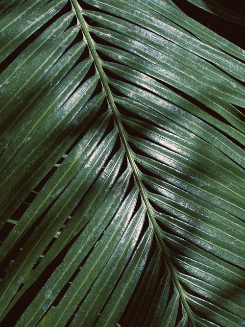 Close-up of the Surface of a Palm Leaf