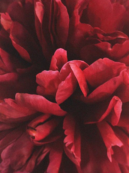 Close-up of Red Flower Petals 