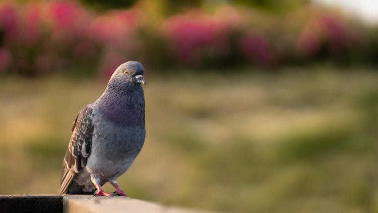 Close-up Of A Pigeon In The Garden 