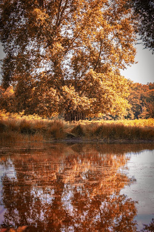 Reflection of Trees near Water