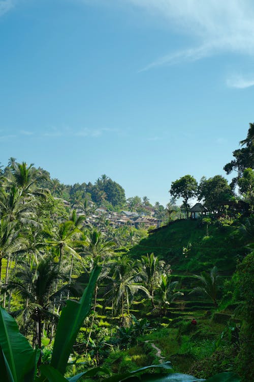 Landscape of Tropical Trees and Terrace Plantations under Blue Sky 