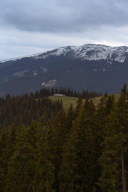 View of Coniferous Trees and a Snowcapped Mountain