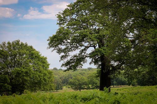 Free stock photo of richmond park